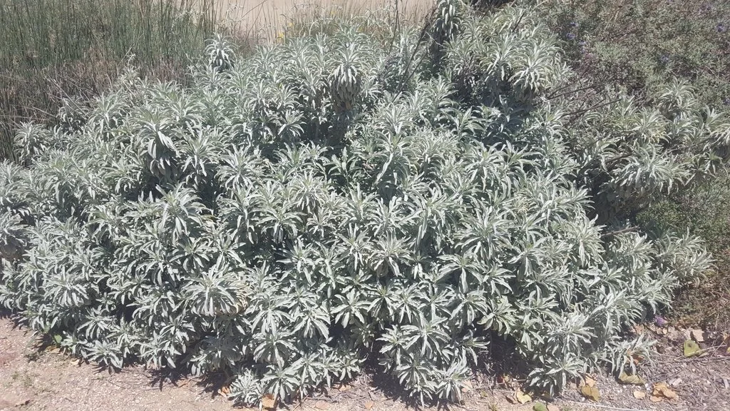 White Sage (Salvia apiana) — Spadefoot Nursery, Inc.